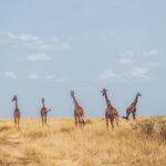 14 Days Rwanda and Tanzania Safari