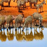 14 Days Kenya and Tanzania