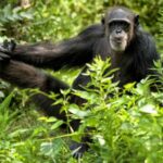 11 Days Adventure in Rwanda
