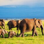 15 Days Rwanda and Tanzania Escape